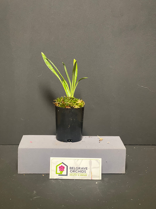Masdevallia lineolata × tovarensis 'Cloud Nine' plant showing compact upright foliage in cultivation