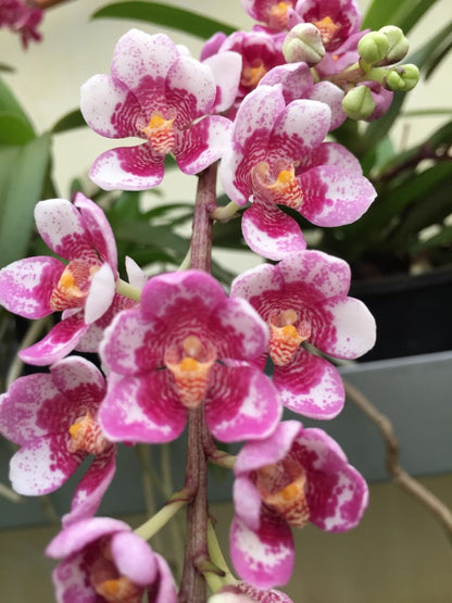 Sarcochilus (Sarco) Burgundy On Ice ‘Harcourt’ HCC/AOC x Elegance ‘Super Pink’