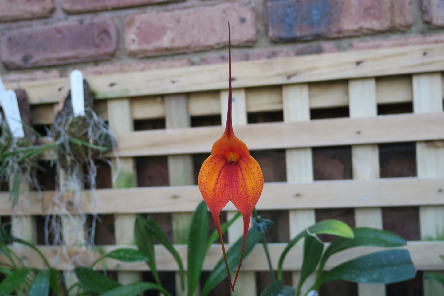 Masdevallia Bay of Fire 'Whoop Whoop' flower close-up showing vivid orange-red colouration