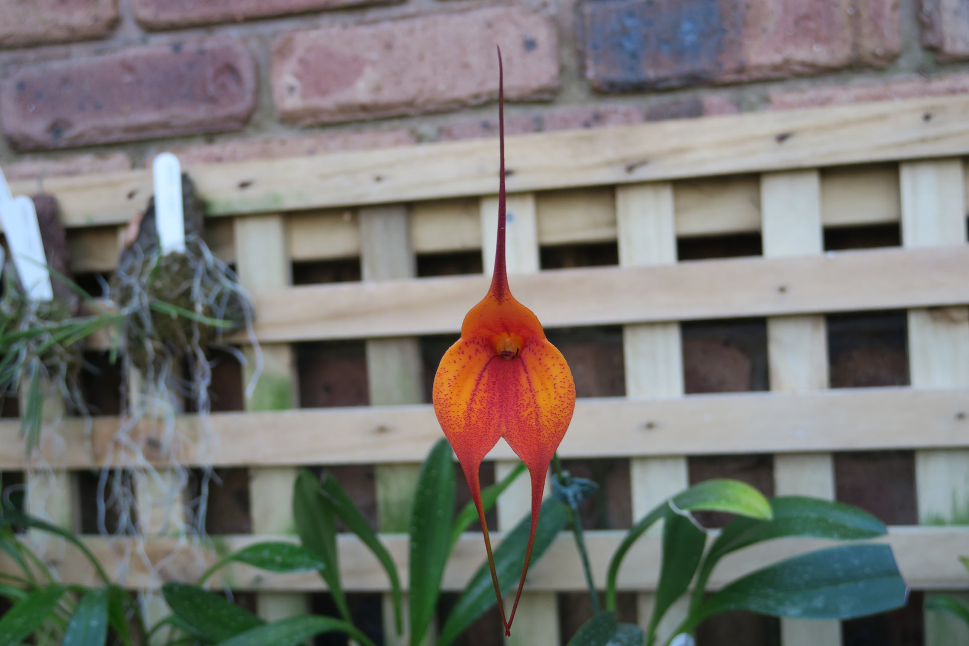 Masdevallia Bay of Fire 'Whoop Whoop' flower close-up showing vivid orange-red colouration