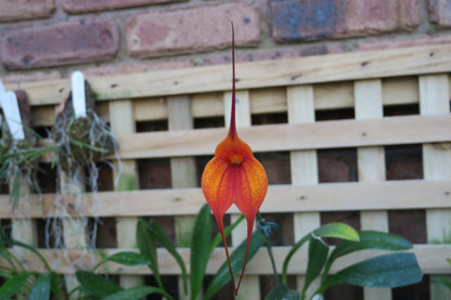 Masdevallia Bay of Fire 'Whoop Whoop' flower close-up showing vivid orange-red colouration