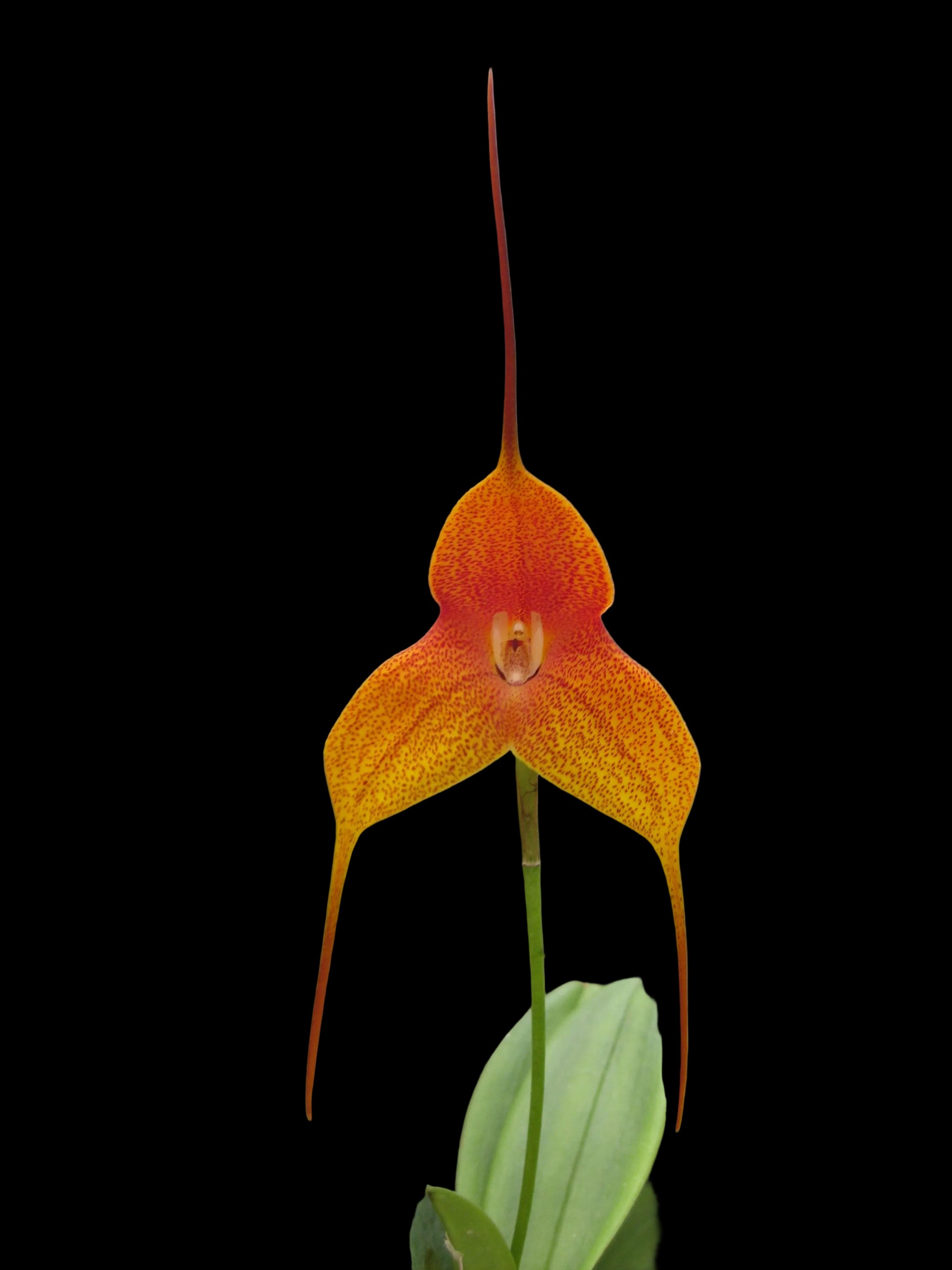 Masdevallia Bill Bergstrom 'Gold Dust' second flower view showing triangular form