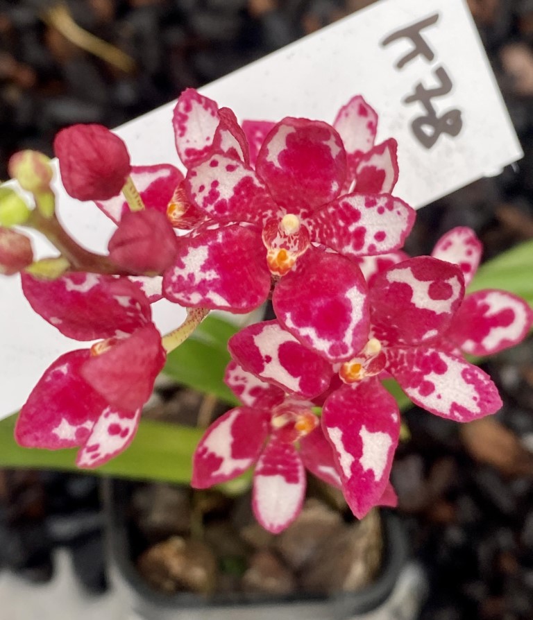 Sarcochilus (Sarco) Blanche 'Snow Tips' x Nuggets 'Yellow'