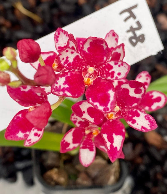 Sarcochilus (Sarco) Blanche 'Snow Tips' x Nuggets 'Yellow'