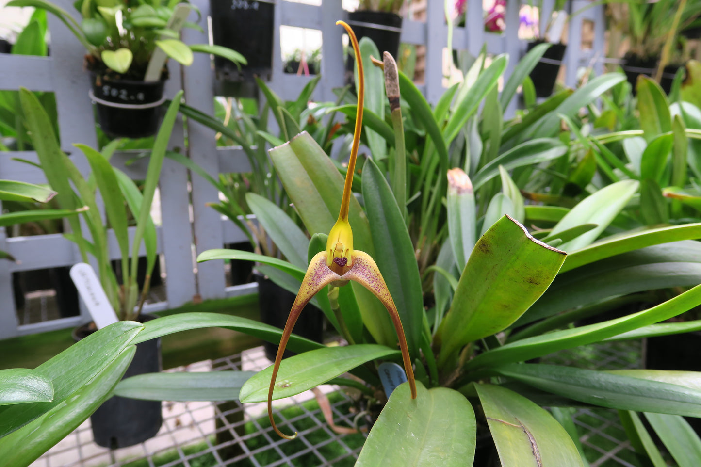 Masdevallia colossus (species)