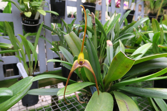 Masdevallia colossus (species)