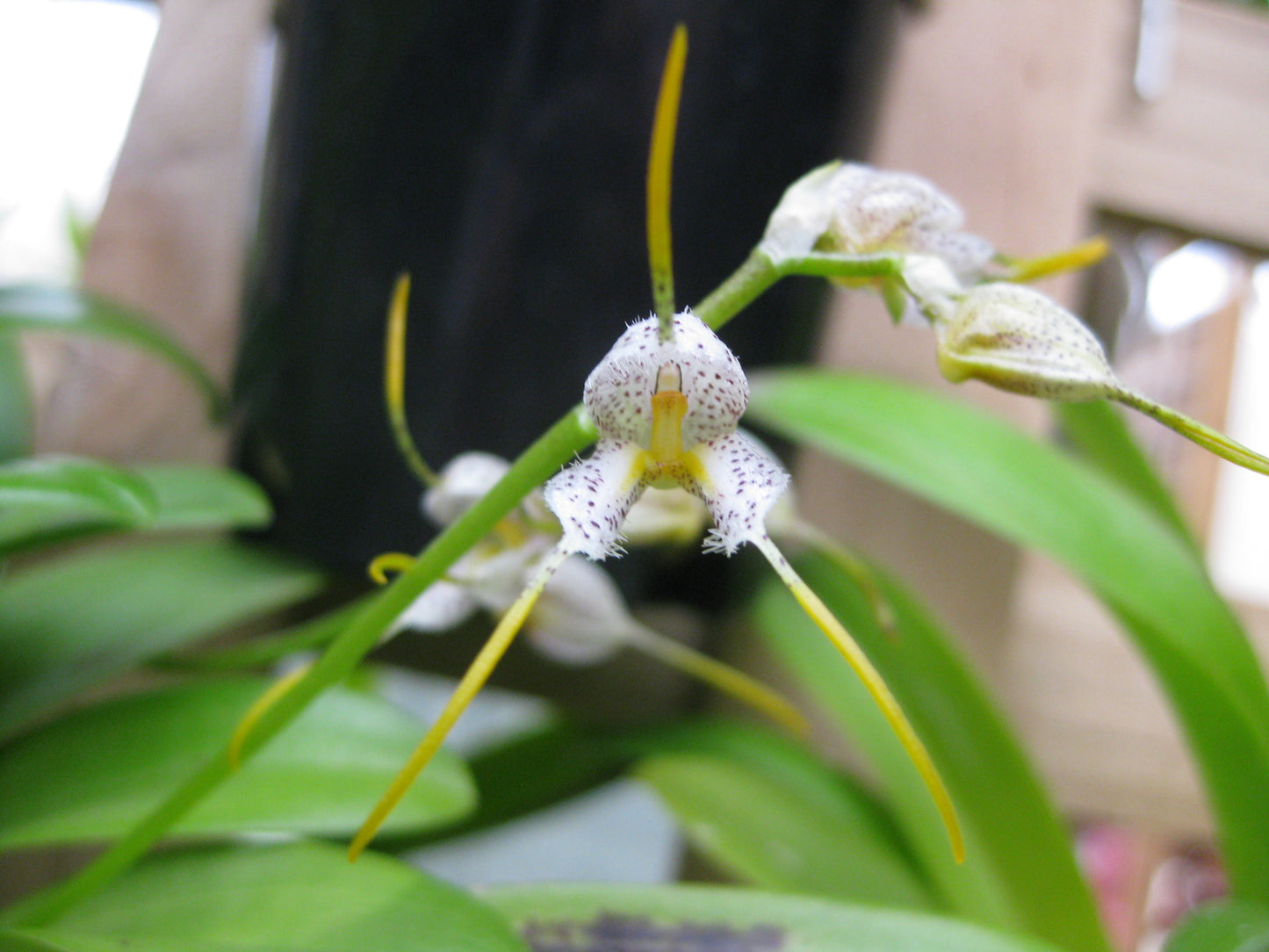 Masdevallia huebschiana flower detail showing ciliate sepal margins and yellow-orange lip
