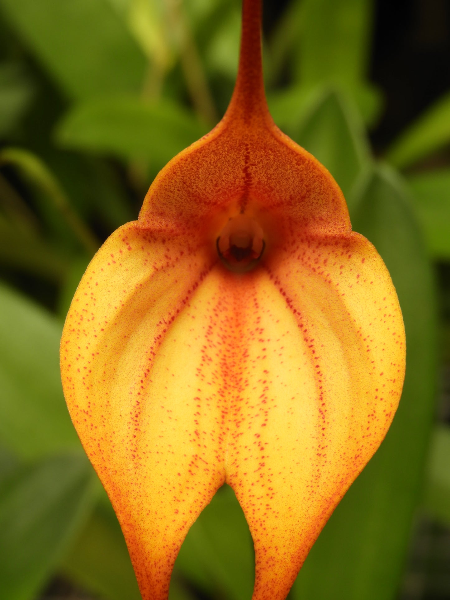 Masdevallia Curacao 'Hamish' FCC/AOC