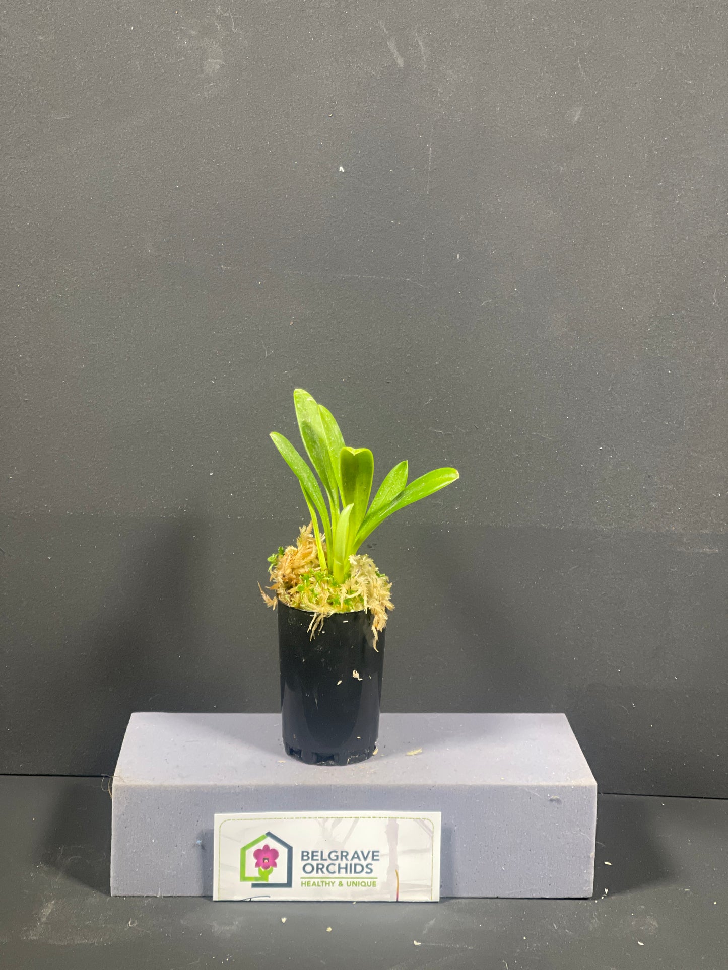 Masdevallia rolfeana plant showing compact upright foliage in cultivation