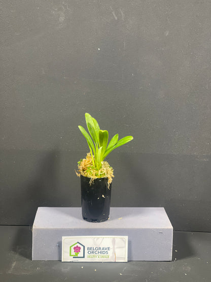 Masdevallia rolfeana plant showing compact upright foliage in cultivation
