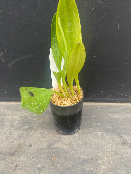 Masdevallia schlimii