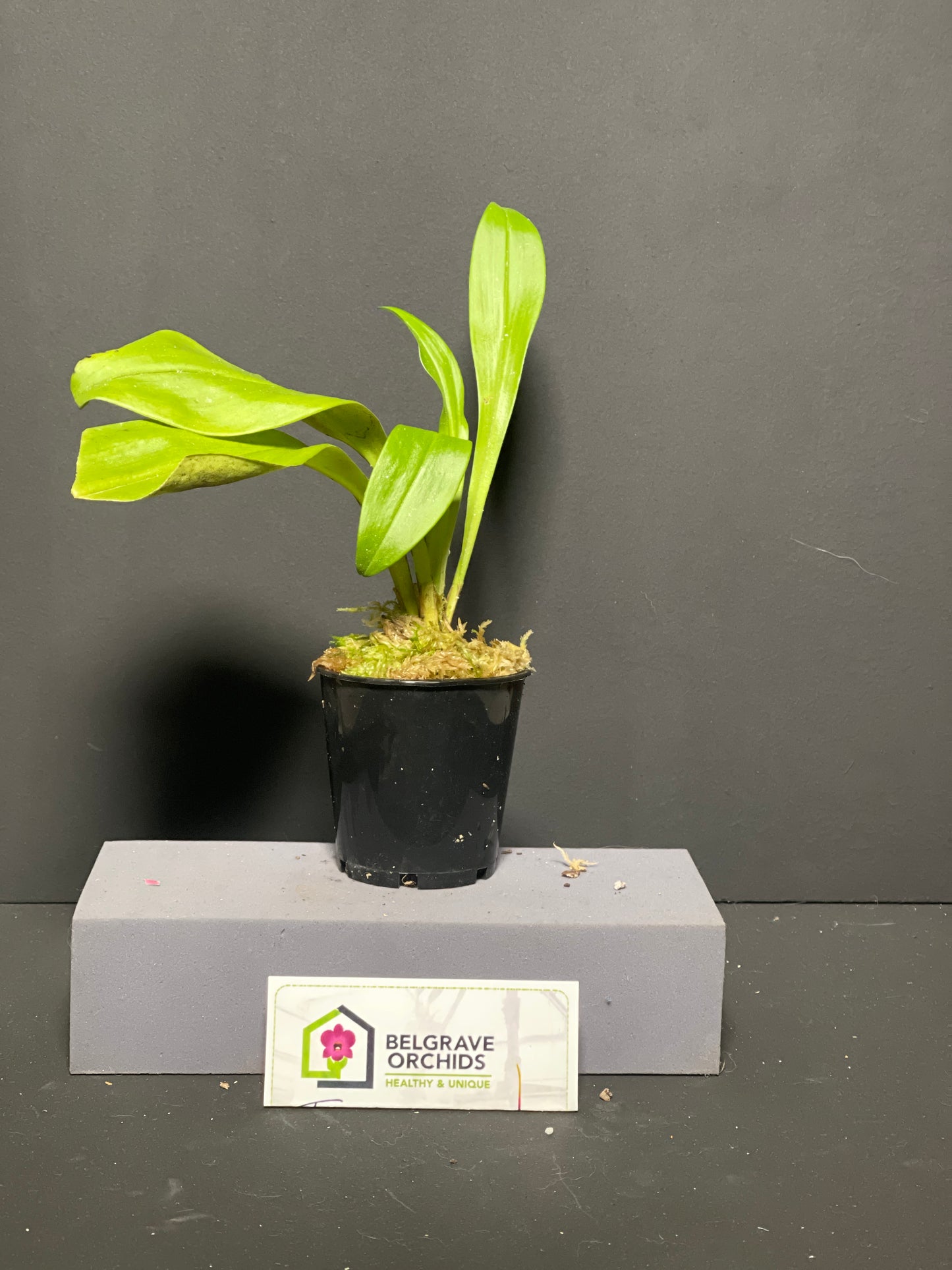 Dracula Sux 'Big Time' plant in cultivation showing compact upright pleated foliage