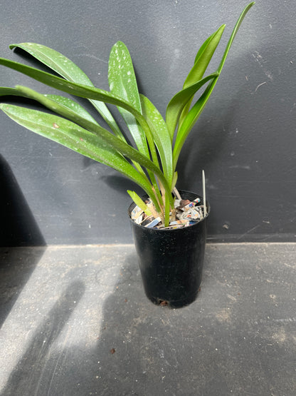 Masdevallia King of Kings 'Royale Monarch' HCC/AOC