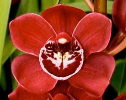 Cymbidium Ruby Valley 'Clare' flower close-up showing deep red colouration