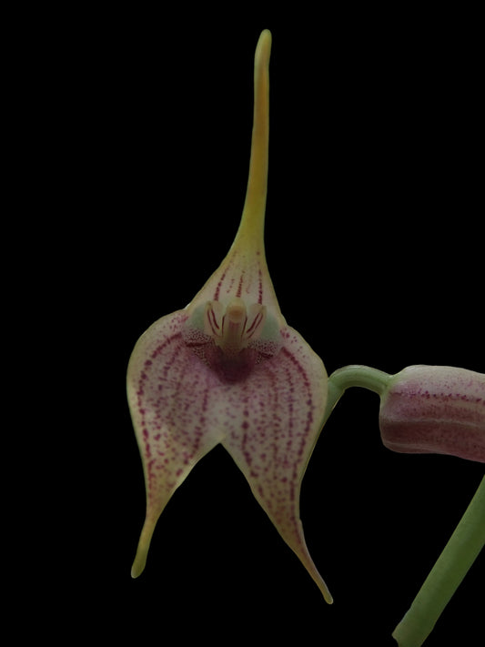 Masdevallia Genie