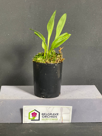 Masdevallia Pichincha 'Eruption' HCC/OSCOV