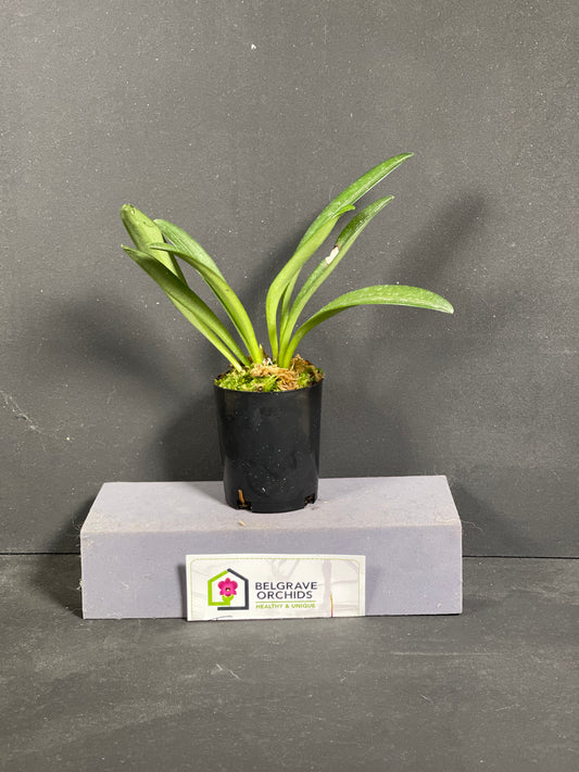 Masdevallia venusta (species)