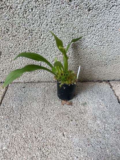 Dracula Black Magic 'Necromancer' plant showing compact upright pleated foliage in cultivation