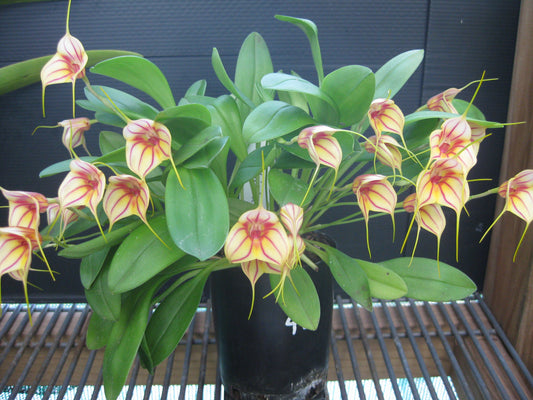 Masdevallia Pichincha 'Cape View' AM/AOC flower close-up showing cream-yellow ground with fine magenta-red pinstripe veining