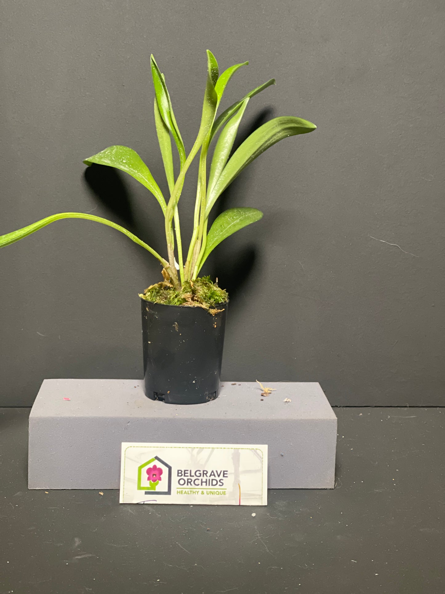 Masdevallia Partizan 'Cinnamon Stripes' HCC/AOC plant showing compact upright foliage in cultivation