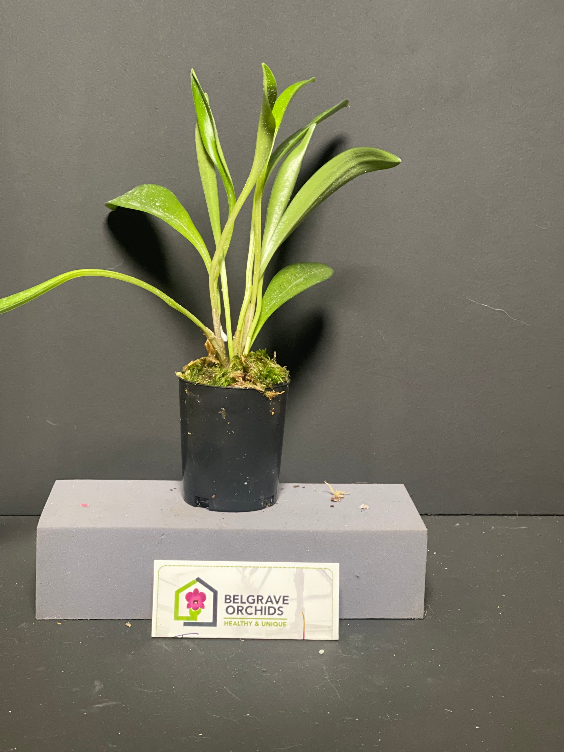 Masdevallia Partizan 'Cinnamon Stripes' HCC/AOC plant showing compact upright foliage in cultivation