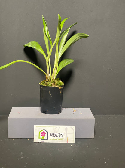 Masdevallia Partizan 'Cinnamon Stripes' HCC/AOC plant showing compact upright foliage in cultivation