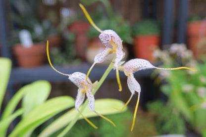 Masdevallia huebschiana flower close-up showing white to cream ground densely spotted with dark maroon-purple