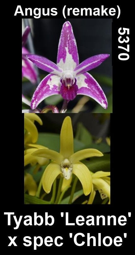 Dendrobium Angus parent plant showing hybrid flower form — photographs show parent plants