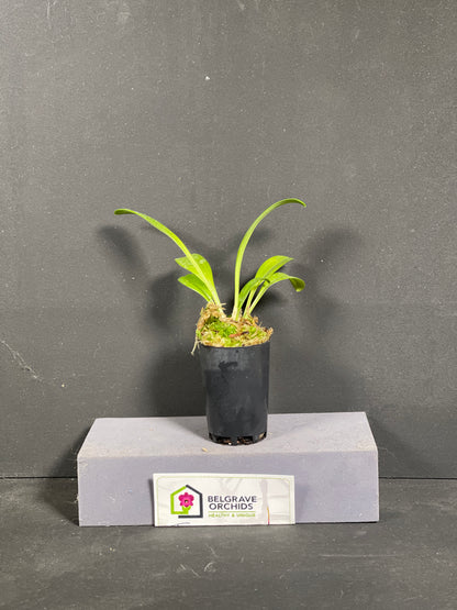 Masdevallia huebschiana 'Confetti'