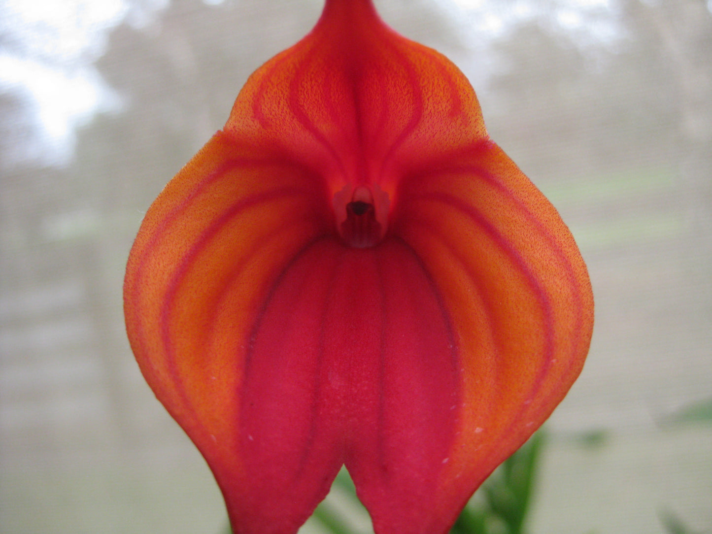 Masdevallia Cha Cha Cha 'Foxy Lady' flower close-up showing hybrid colouration and triangular form