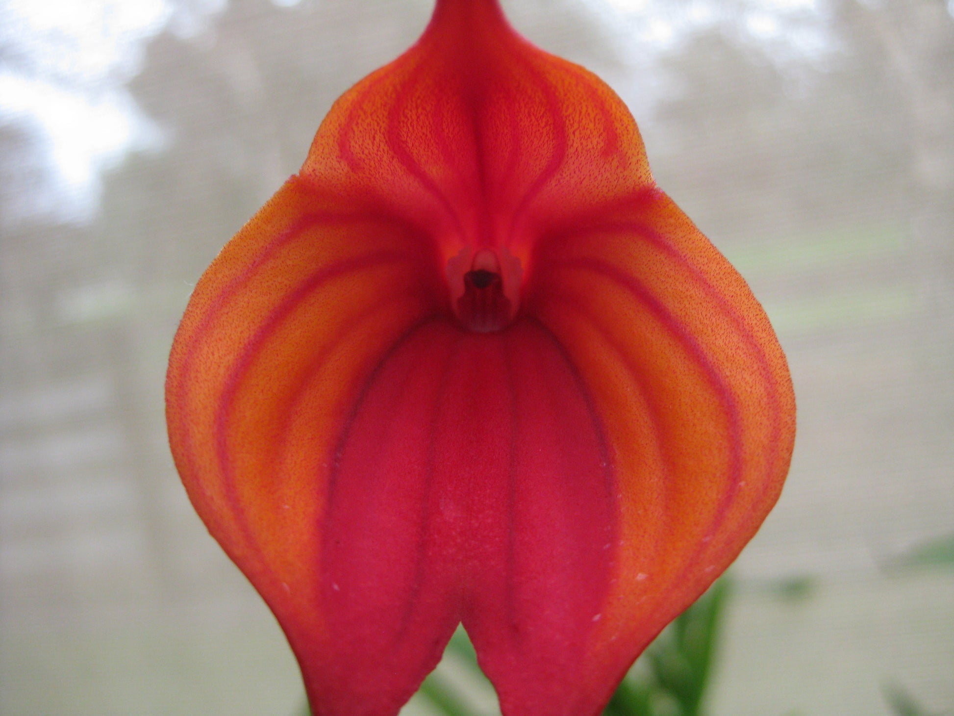 Masdevallia Cha Cha Cha 'Foxy Lady' flower close-up showing hybrid colouration and triangular form