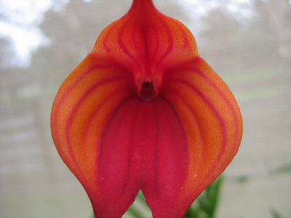 Masdevallia Cha Cha Cha 'Foxy Lady' flower close-up showing hybrid colouration and triangular form