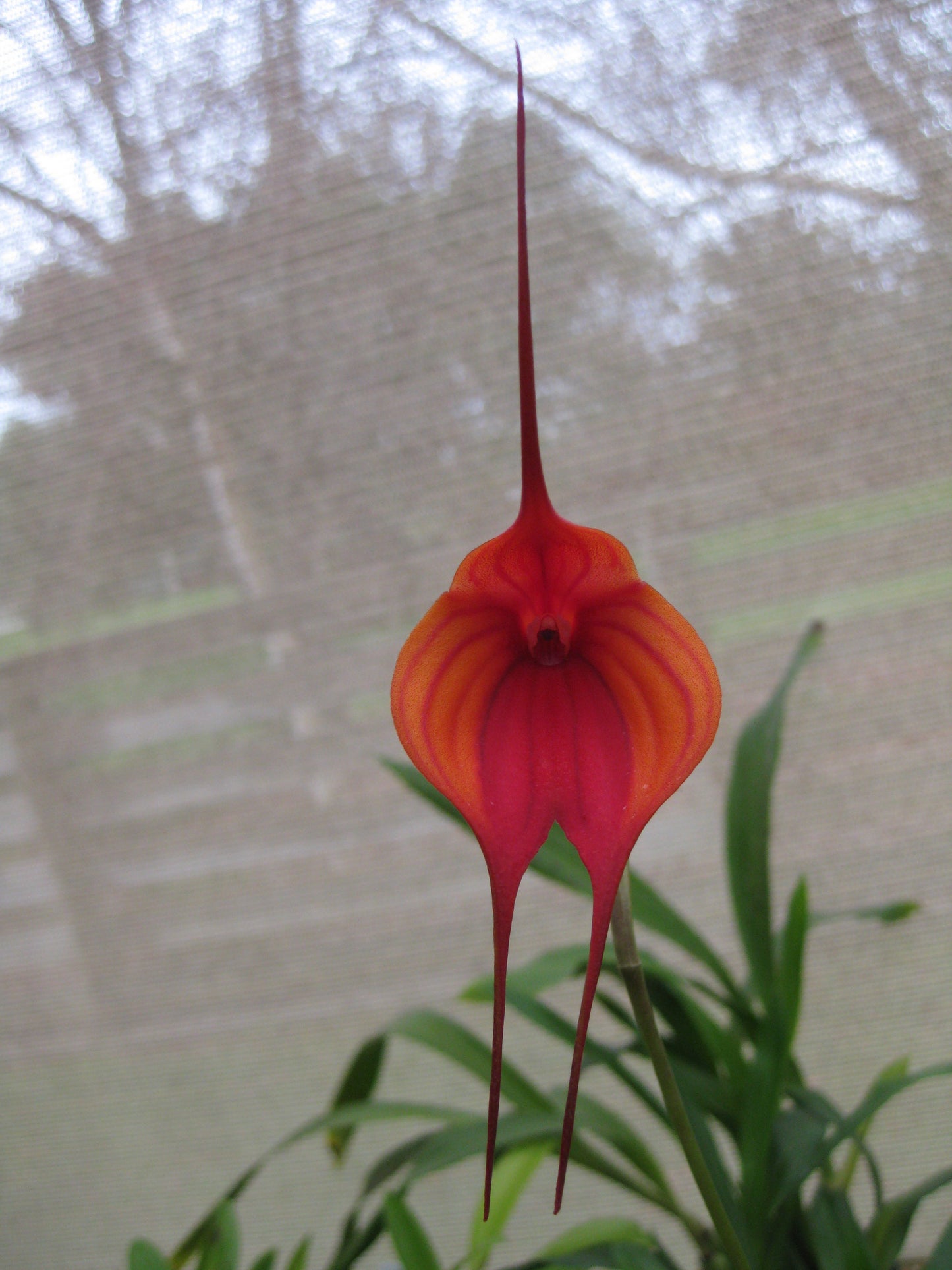 Masdevallia Cha Cha Cha 'Foxy Lady' second flower view showing full presentation