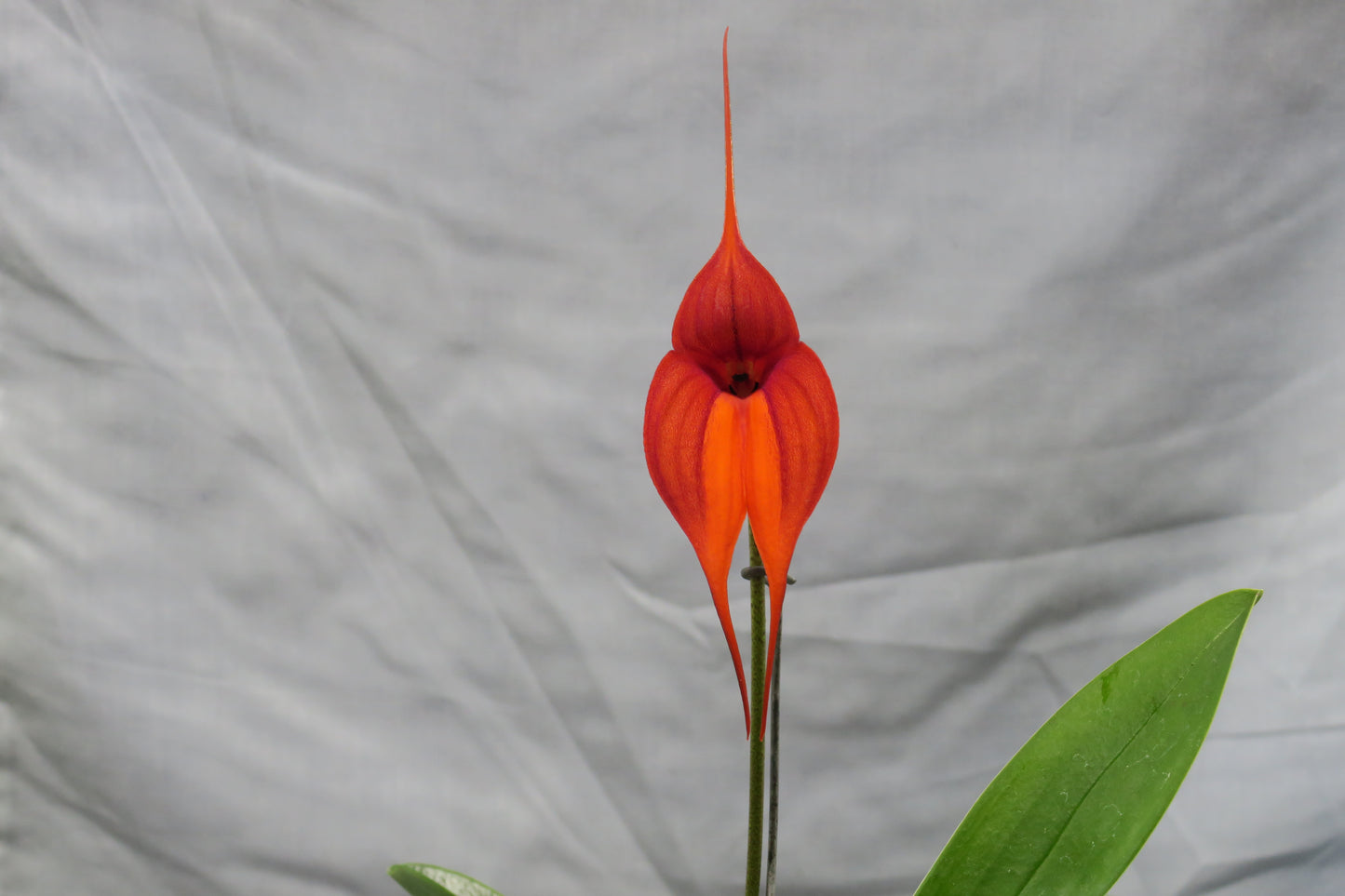 Masdevallia Clarendon Glory 'Jackson' AM/AOC flower close-up showing AM/AOC award-quality colouration