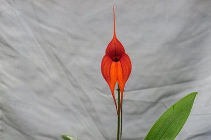 Masdevallia Clarendon Glory 'Jackson' AM/AOC flower close-up showing AM/AOC award-quality colouration