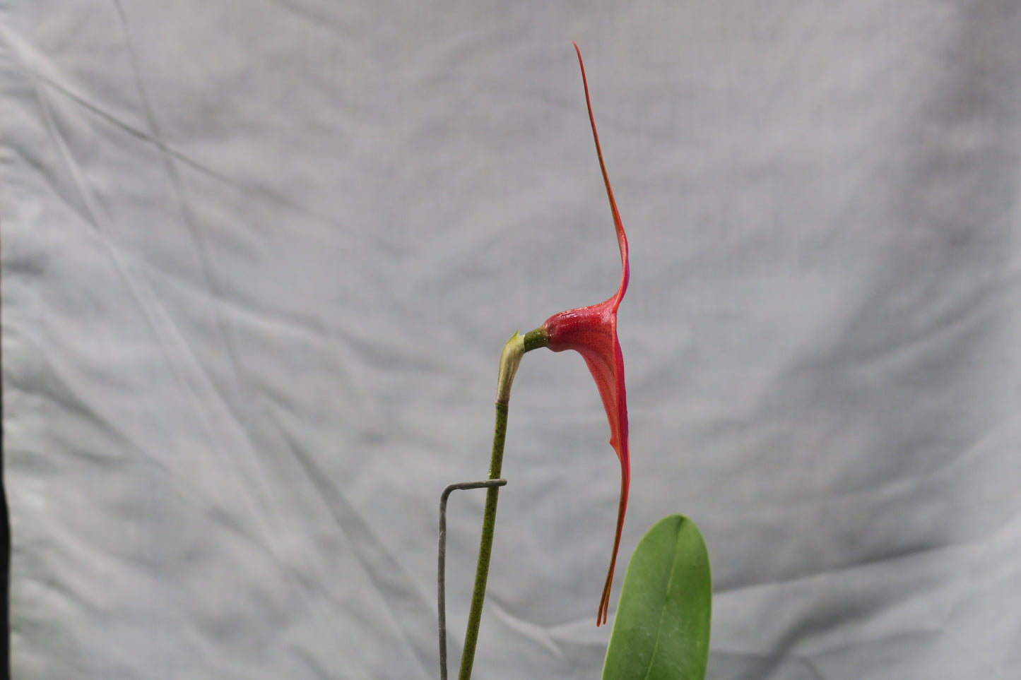 Masdevallia Clarendon Glory 'Jackson' AM/AOC second flower view showing full triangular form
