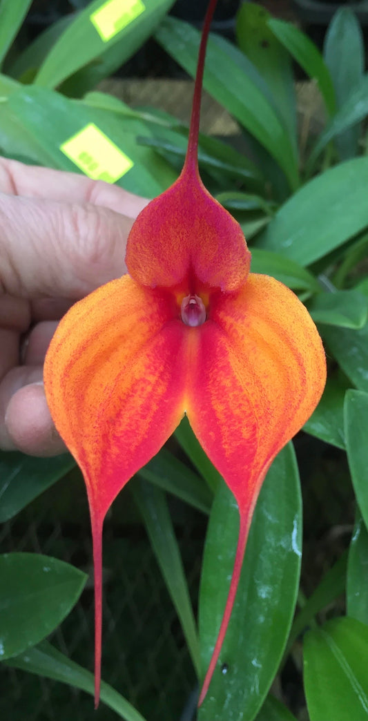 Masdevallia Clarendon Glory 'Three Bridges'