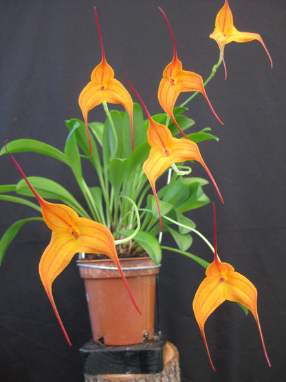 Masdevallia Copper Angel 'Golden Gate'
