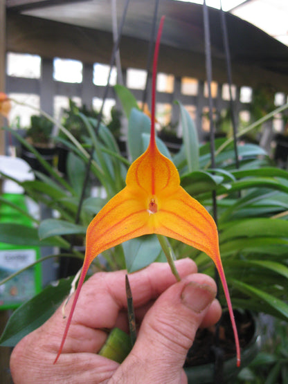 Masdevallia Copper Angel 'Golden Gate'