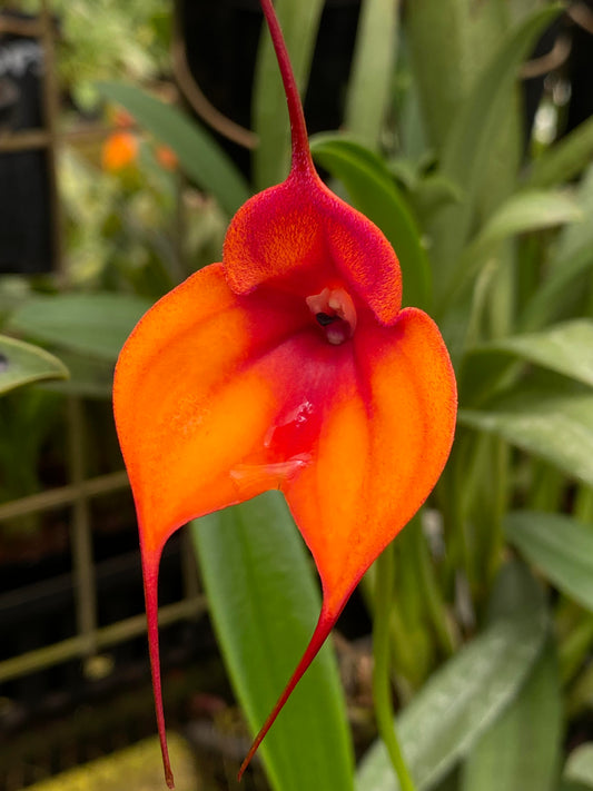 Masdevallia Copper Fire 'Orange Blaze'