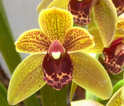 Copper Cymbidium with purple spots