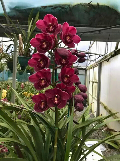 Cymbidium Regal Blaze 'Sydney Show'