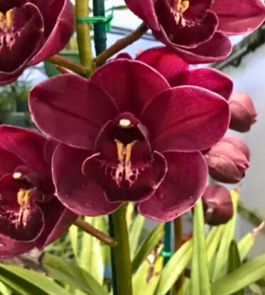 Cymbidium Regal Blaze 'Sydney Show'