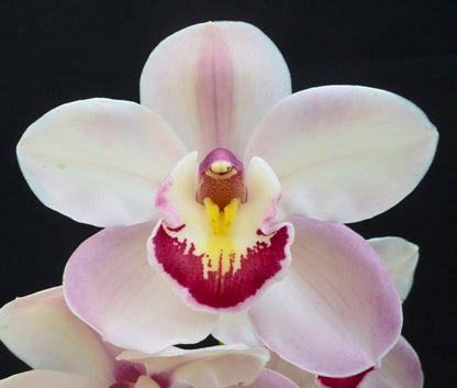 Cymbidium Awesome Era 'Vera' x Elisabeth Richard 'Red Lip'