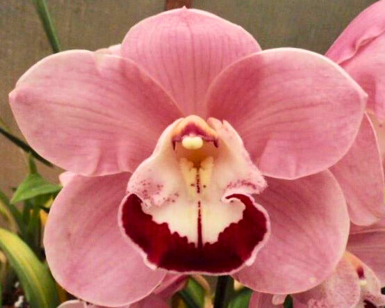 Cymbidium Awesome Era 'Vera' x Elisabeth Richard 'Red Lip'