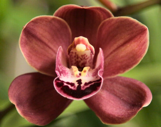 Cymbidium Firefox Amber 'Duran' x Last Tango 'Geyersland'