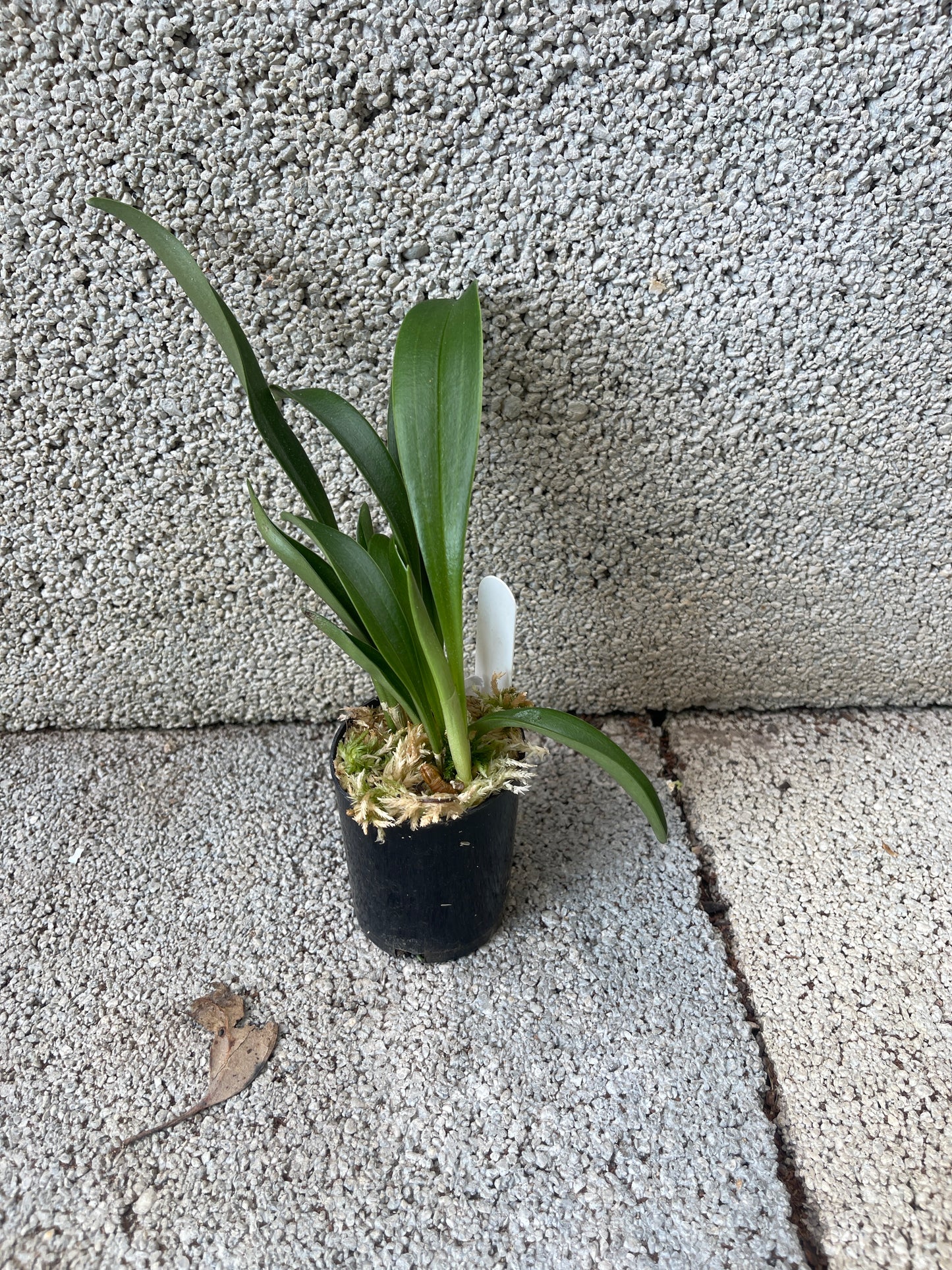Masdevallia veitchiana (Outcross)