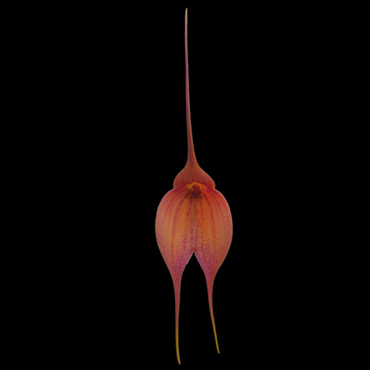 Masdevallia King Leon