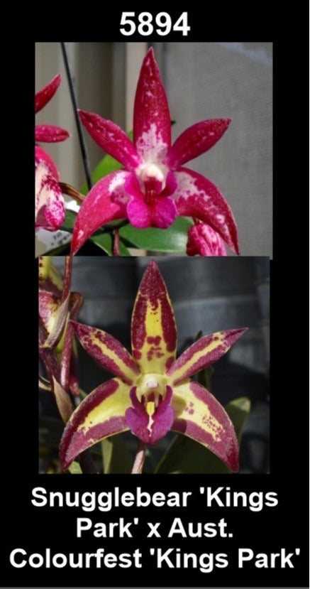 Dendrobium Snugglebear 'Kings Park' × Aust. Colourfest 'Kings Park'