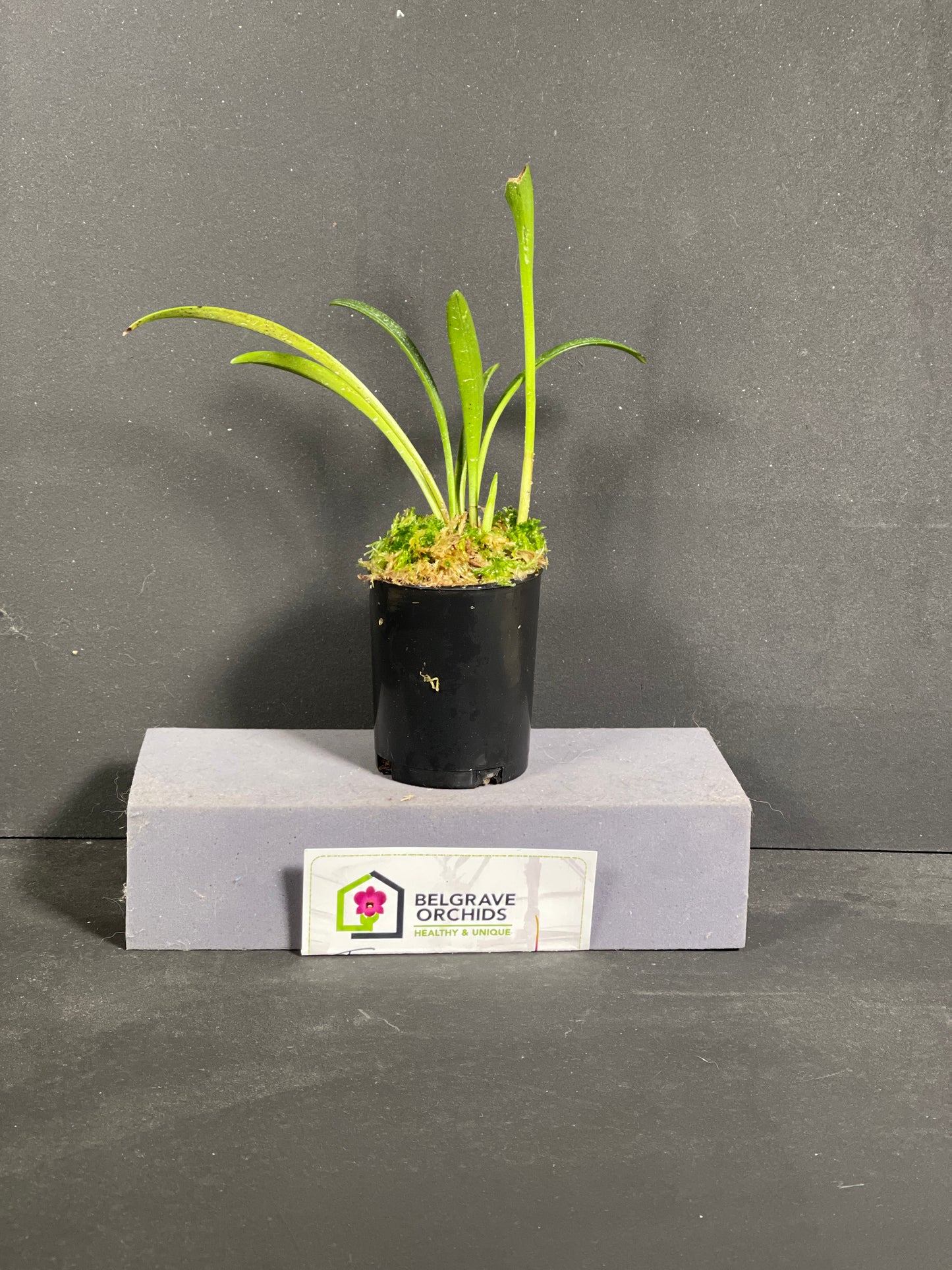Masdevallia davisii (species)